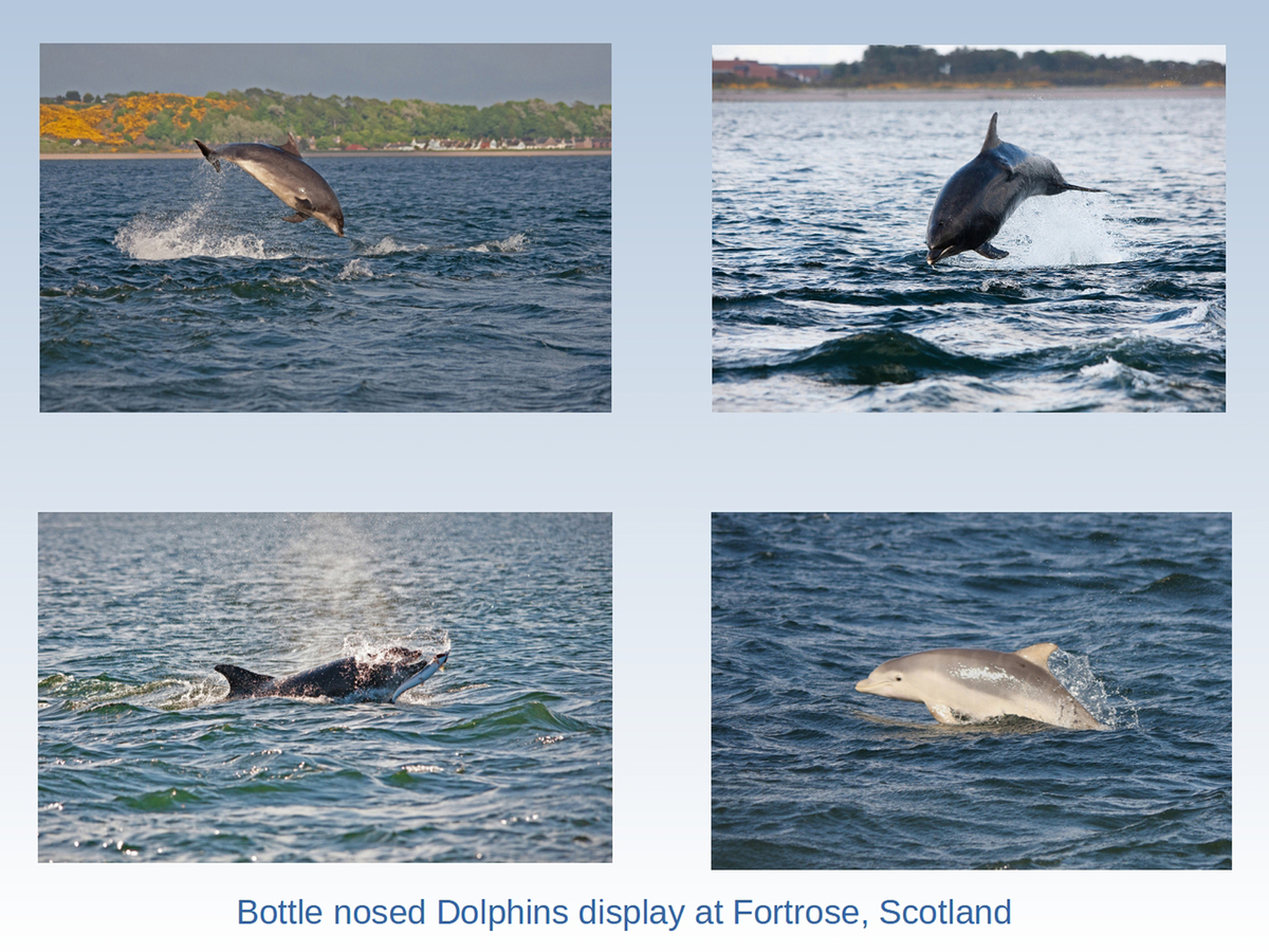 Bottle nosed Dolphins display by Peter Bagnall